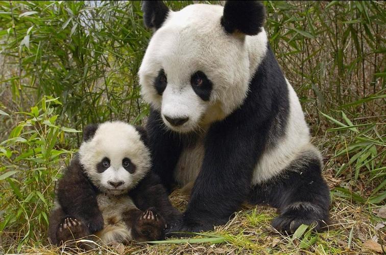 Gite Souai Et Zen , 5 Mn Du Zooparc De Beauval Saint-Aignan  Exterior photo
